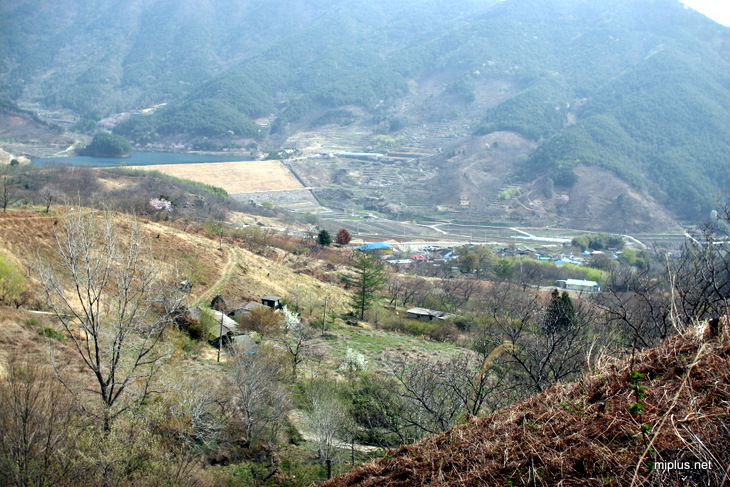 고향의 봄소식