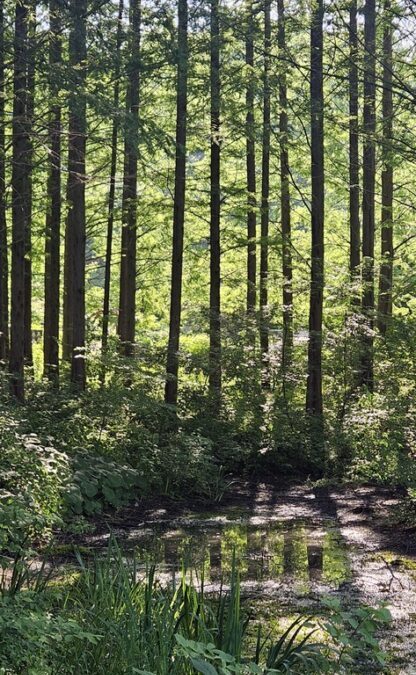 오산 물향기수목원