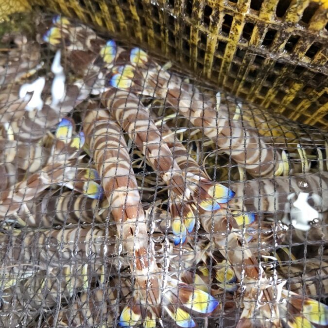 추석 시골 방문 / 남해